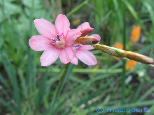 Dierama dracomontanum